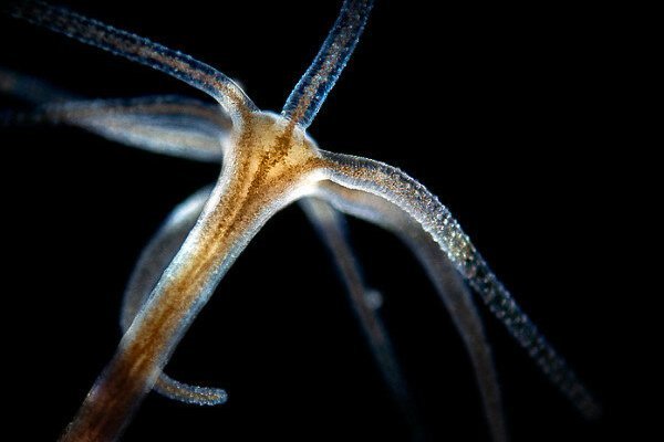 Kraken darknet зеркала