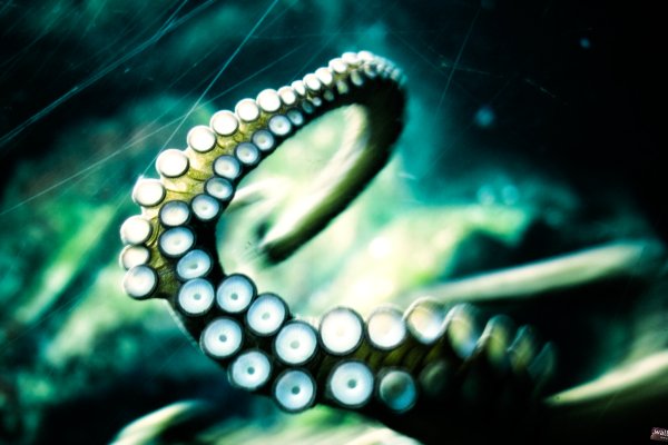 Kraken darknet sliv php