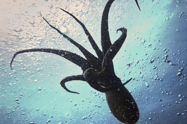 Kraken домен